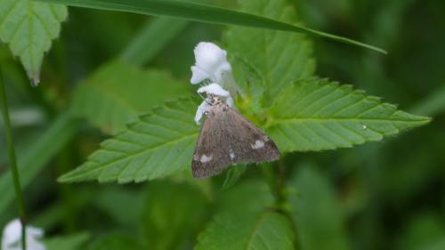 Réf. 188 432 : Udea alpinalis